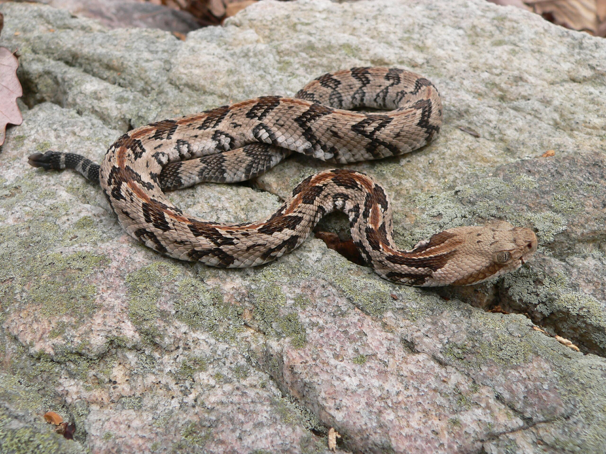 Snakes in the woods: Look, but don't touch | The Northeast